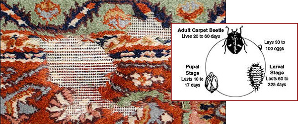 مشکلات فرش دستباف